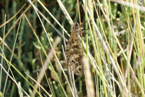 Réf. 237 051 : Palpares libelluloides